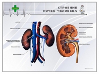 Стенд "Строение почки человека" - «globural.ru» - Астрахань