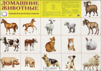 Демонстрационные карточки "Домашние животные" - «globural.ru» - Астрахань