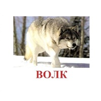Карточки Домана "Дикие животные-1" - «globural.ru» - Астрахань