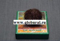 Сухой препарат "Еж морской" - «globural.ru» - Астрахань