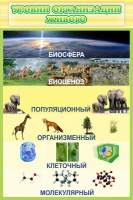 Стенд "Уровни организации живого" - «globural.ru» - Астрахань