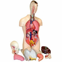 Торс человека разборный (42 см.) - «globural.ru» - Астрахань