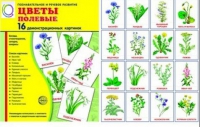 Демонстрационные карточки "Цветы полевые" - «globural.ru» - Астрахань