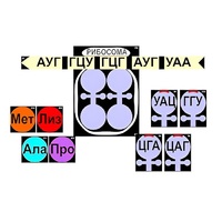 Модель-аппликация "Биосинтез белка" (ламинированная) - «globural.ru» - Астрахань
