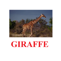 "Wild Animals-1" ("Дикие животные-1") английские карточки Домана - «globural.ru» - Астрахань