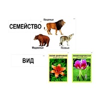 Модель-аппликация "Классификация растений и животных" (ламинированная) - «globural.ru» - Астрахань