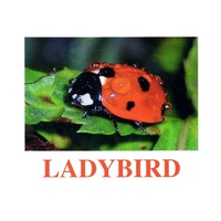 "Insects" ("Насекомые") английские карточки Домана - «globural.ru» - Астрахань