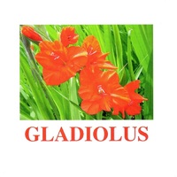 "Flowers-1" ("Цветы-1") английские карточки Домана - «globural.ru» - Астрахань