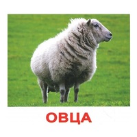 .Карточки Домана "Домашние животные" - «globural.ru» - Астрахань