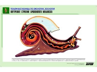 Рельефная таблица "Внутреннее строение брюхоногого моллюска" (формат А1, матовое ламинир.) - «globural.ru» - Астрахань