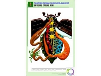 Рельефная таблица "Внутреннее строение жука" (формат А1, матовое ламинир.) - «globural.ru» - Астрахань