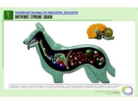 Рельефная таблица "Внутреннее строение собаки" (формат А1, матовое ламинир.) - «globural.ru» - Астрахань