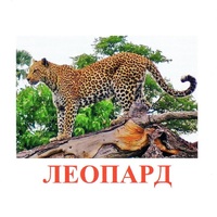 Карточки Домана "Дикие животные-2" - «globural.ru» - Астрахань