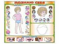 Стенд маркерный "Познаю себя" (тело, голова, органы чувств) - «globural.ru» - Астрахань