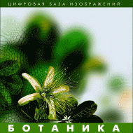 Ботаника. (Цифровая база изображений) - «globural.ru» - Астрахань