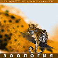 Зоология. (Цифровая база изображений) - «globural.ru» - Астрахань