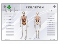Электрифицированный стенд-тренажер "Скелетон" - «globural.ru» - Астрахань