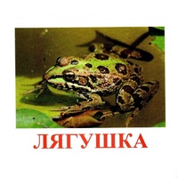 Карточки Домана "Амфибии и рептилии" - «globural.ru» - Астрахань