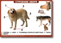 Ознакомление с окружающим миром. 1-4 класс. Комплект таблиц. Наглядные пособия для начальной школы, учебные пособия - «globural.ru» - Астрахань