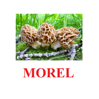 "Mushrooms" ("Грибы") английские карточки Домана - «globural.ru» - Астрахань