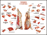 Правила разделки мясных туш "Говядина и телятина" 1000*1400 винил - «globural.ru» - Астрахань