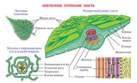 Плакаты и таблицы по биологии - «globural.ru» - Астрахань