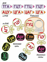 Модель-аппликация Биосинтез белка - «globural.ru» - Астрахань