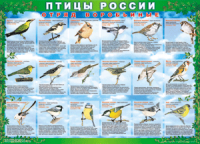 Таблица Птицы России из  4 листов в комплекте 1000*1400 винил	 - «globural.ru» - Астрахань