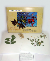 Гербарий Деревья и кустарники (20 видов) - «globural.ru» - Астрахань