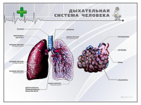 Стенд "Дыхательная система человека" - «globural.ru» - Астрахань