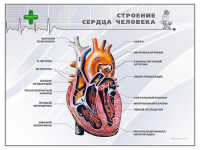 Стенд "Строение сердца человека" - «globural.ru» - Астрахань