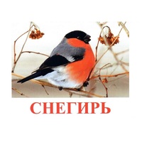 Карточки Домана "Птицы-1" - «globural.ru» - Астрахань