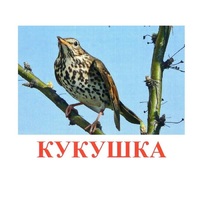 Карточки Домана "Птицы-3" - «globural.ru» - Астрахань