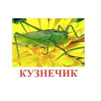 Карточки Домана "Насекомые" - «globural.ru» - Астрахань