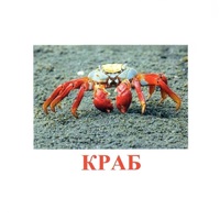 Карточки Домана "Подводный мир" - «globural.ru» - Астрахань