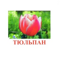 Карточки Домана "Цветы-1" - «globural.ru» - Астрахань
