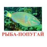 Карточки Домана "Рыбы" - «globural.ru» - Астрахань