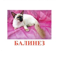 Карточки Домана "Породы кошек" - «globural.ru» - Астрахань