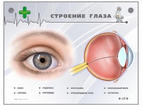 Интерактивный стенд "Строение глаза" - «globural.ru» - Астрахань