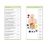 Комплект карточек (10) "Обучающий калейдоскоп. Человек" - «globural.ru» - Астрахань