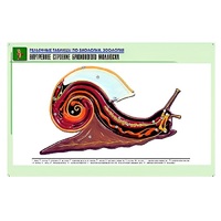 Рельефная таблица "Внутреннее строение брюхоногого моллюска" (формат А1, матовое ламинир.) - «globural.ru» - Астрахань