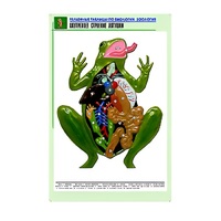 Рельефная таблица "Внутреннее строение лягушки" (формат А1, матовое ламинир.) - «globural.ru» - Астрахань
