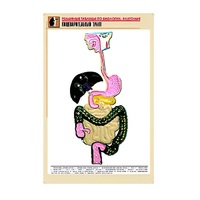 Рельефная таблица "Пищеварительный тракт" (формат А1, матовое ламинир.) - «globural.ru» - Астрахань