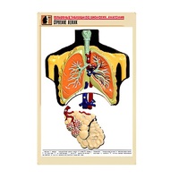 Рельефная таблица "Строение легких" (формат А1, матовое ламинир.) - «globural.ru» - Астрахань