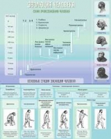 Стенд "Эволюция человека" (вариант 1) - «globural.ru» - Астрахань