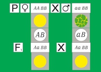 Модель-аппликация Дигибридное скрещивание. Законы Менделя. (набор из 84 карт) - «globural.ru» - Астрахань