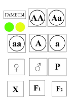 Модель-аппликация Моногибридное скрещивание и его цитологические основы - «globural.ru» - Астрахань