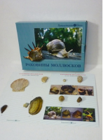 Коллекция "Раковины моллюсков" (вариант 2) - «globural.ru» - Астрахань