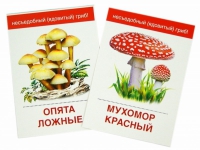 Раздаточные карточки "Грибы съедобные и не съедобные" - «globural.ru» - Астрахань