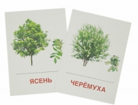 Раздаточные карточки "Деревья и кустарники" - «globural.ru» - Астрахань
